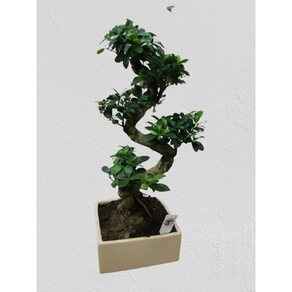 1 Metre Bonsai Saksı Çiçeği