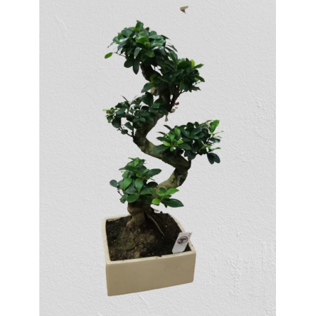 1 Metre Bonsai Saksı Çiçeği