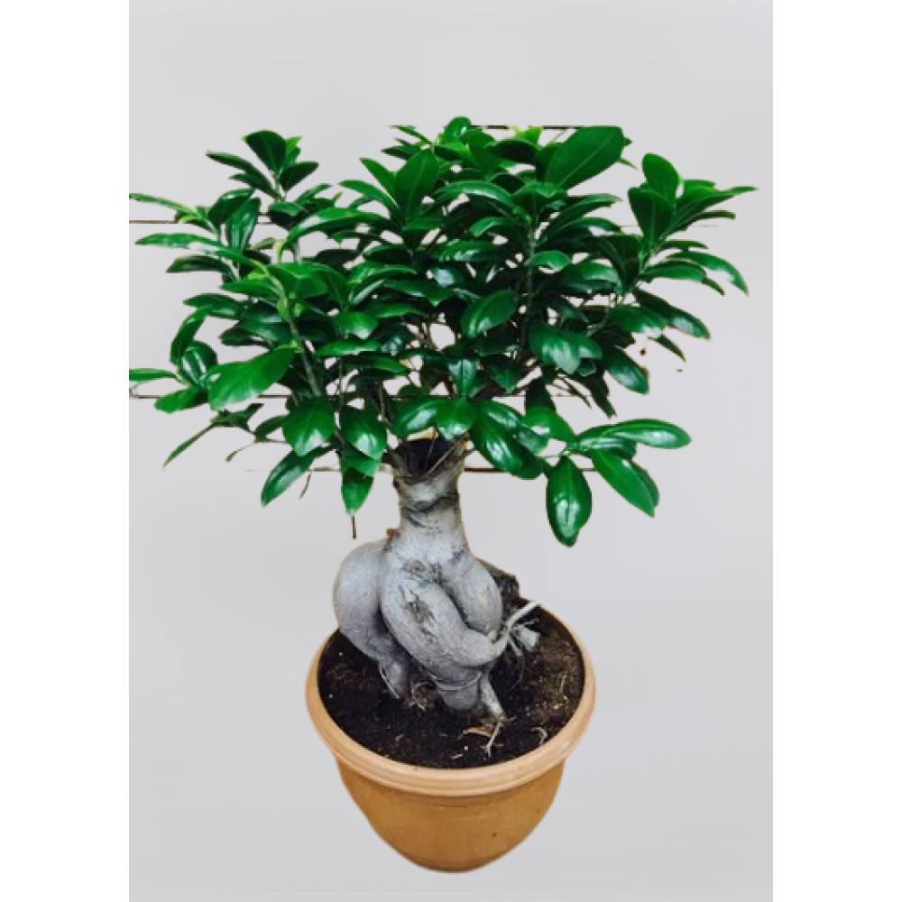 Bonsai Bitkisi