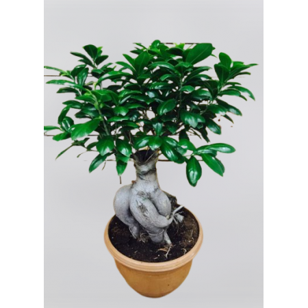 Bonsai Bitkisi