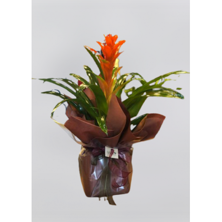Guzmania Bitkisi