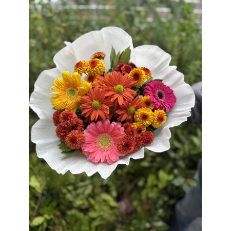 Gerbera ve Papatyalar