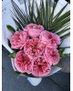 7 Adet Pink Xpression Ekvator Gülü